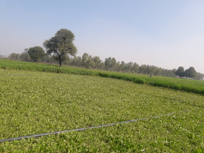 Residential Land / Plot